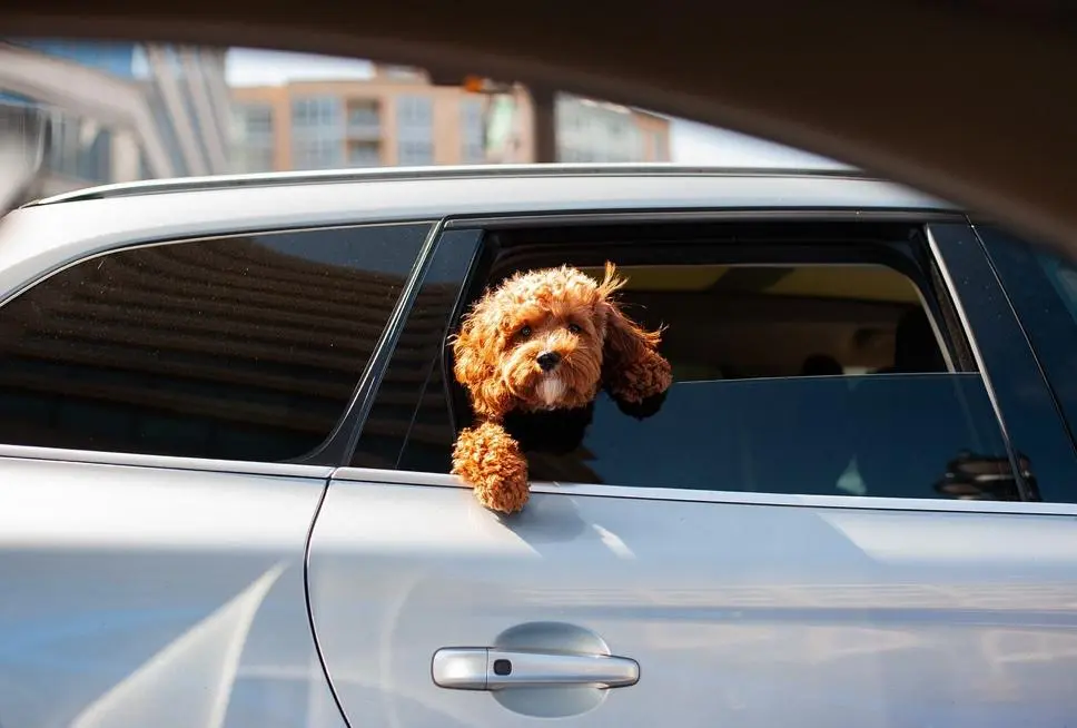 Car Safety for Pets: Essential Tips for Traveling Safely with Your Furry Friends